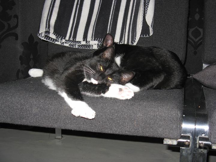 Spike & Zoey 25 oktober 2008 (4).JPG